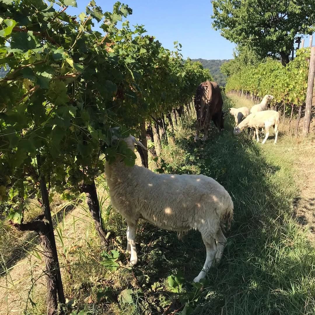Edi Keber Collio - Latitude Wine & Liquor Merchant