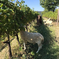 Edi Keber Collio - Latitude Wine & Liquor Merchant