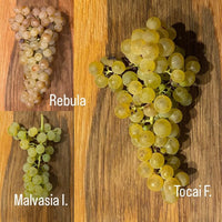 Edi Keber Collio - Latitude Wine & Liquor Merchant