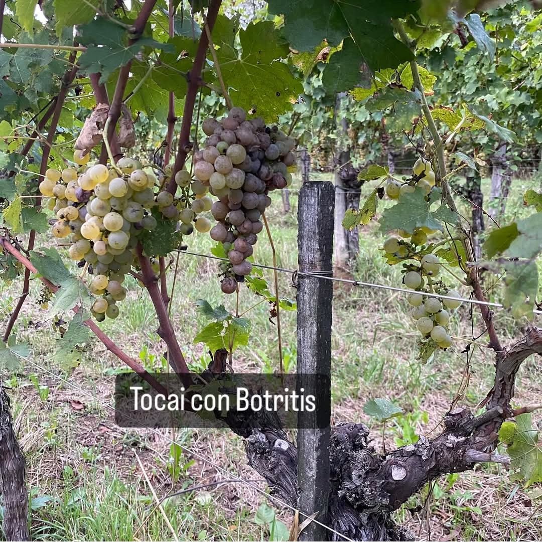 Edi Keber Collio - Latitude Wine & Liquor Merchant