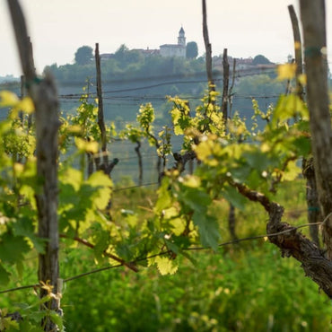 Edi Simcic Chardonnay - Latitude Wine & Liquor Merchant