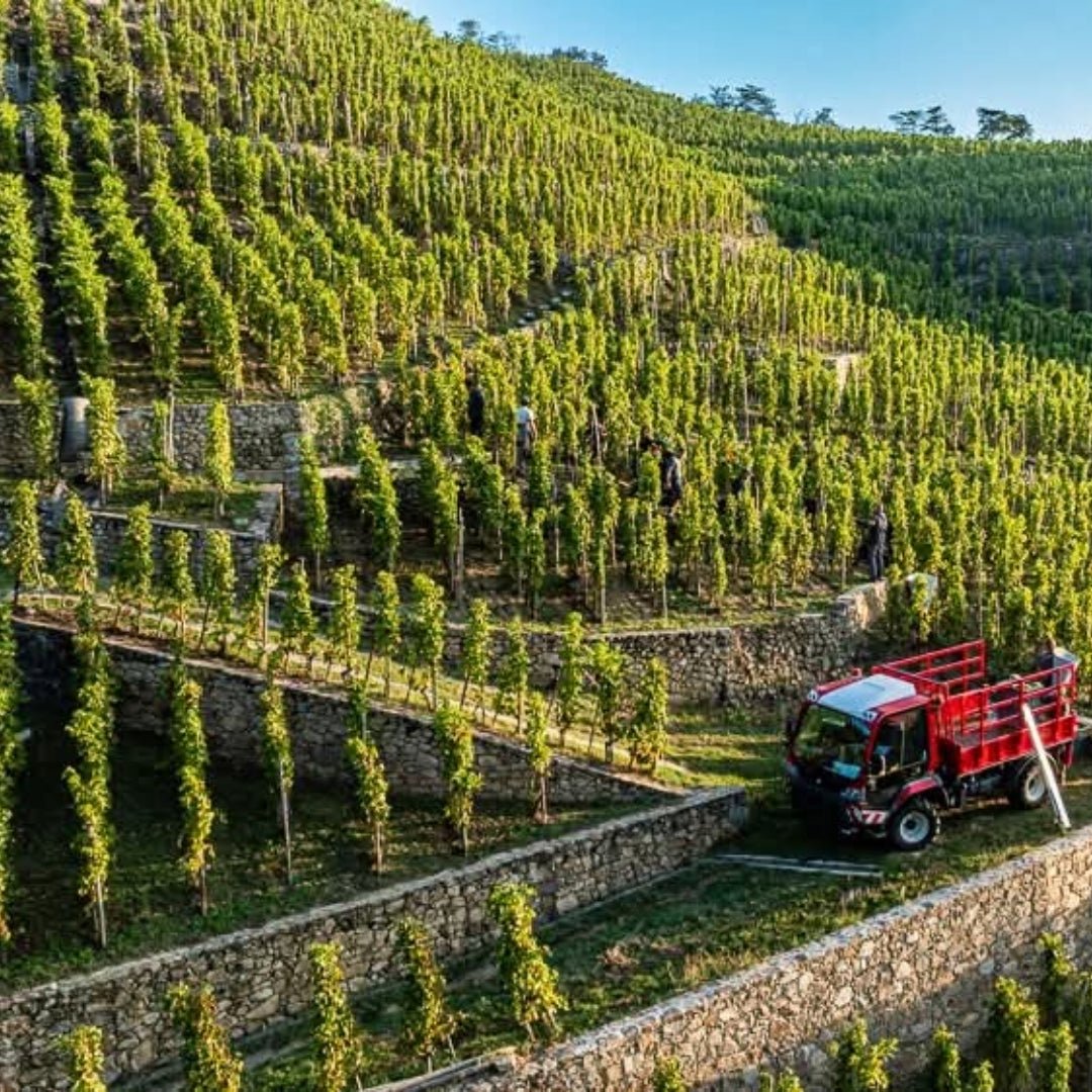 E.Guigal Condrieu - Latitude Wine & Liquor Merchant