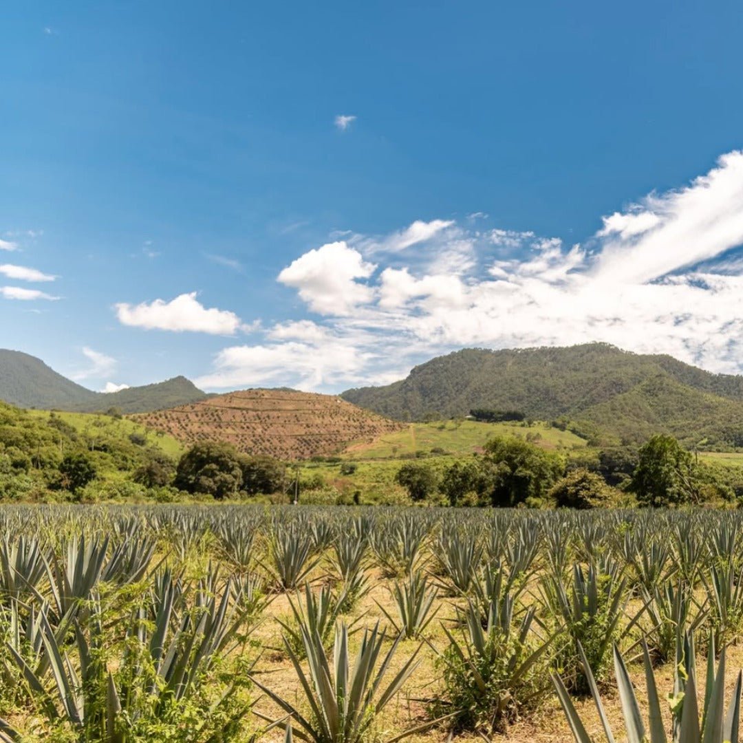 El Bagazo Unico Tequila Blanco - Latitude Wine & Liquor Merchant