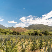 El Bagazo Unico Tequila Blanco - Latitude Wine & Liquor Merchant