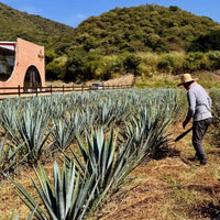 El Bagazo Unico Tequila Blanco - Latitude Wine & Liquor Merchant