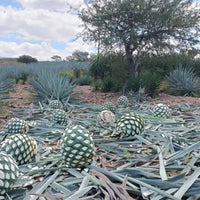 El Cabron Mezcal Joven - Latitude Wine & Liquor Merchant
