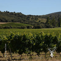 El Coto De Imaz Rioja Gran Reserva - Latitude Wine & Liquor Merchant