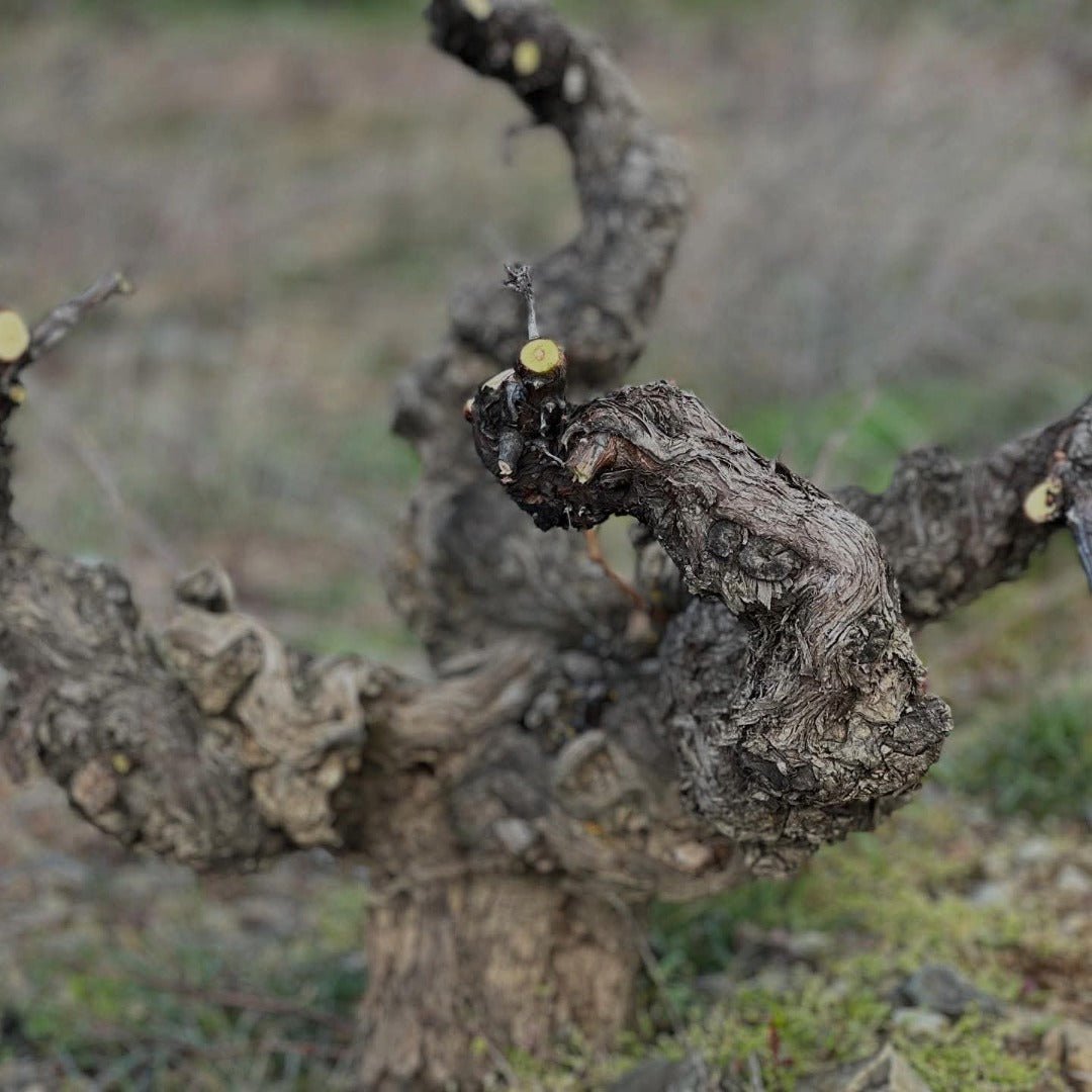 El Escoces Volante Manga Del Brujo Blanco - Latitude Wine & Liquor Merchant