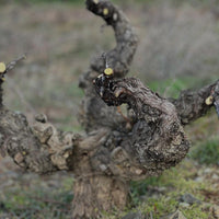 El Escoces Volante Manga Del Brujo Blanco - Latitude Wine & Liquor Merchant