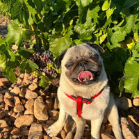 El Escoces Volante Manga Del Brujo Blanco - Latitude Wine & Liquor Merchant