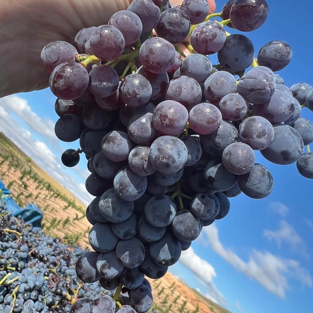 El Escoces Volante Manga Del Brujo Blanco - Latitude Wine & Liquor Merchant