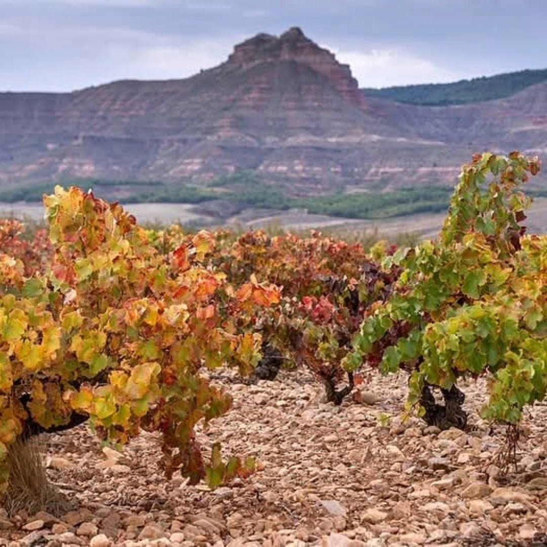 El Escoces Volante Manga Del Brujo Blanco - Latitude Wine & Liquor Merchant
