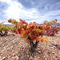 El Escoces Volante Manga Del Brujo Blanco - Latitude Wine & Liquor Merchant