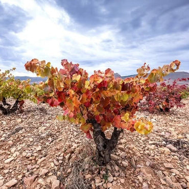 El Escoces Volante Manga Del Brujo Blanco - Latitude Wine & Liquor Merchant