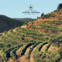 El Gobernador Moscatel Pisco - Latitude Wine & Liquor Merchant