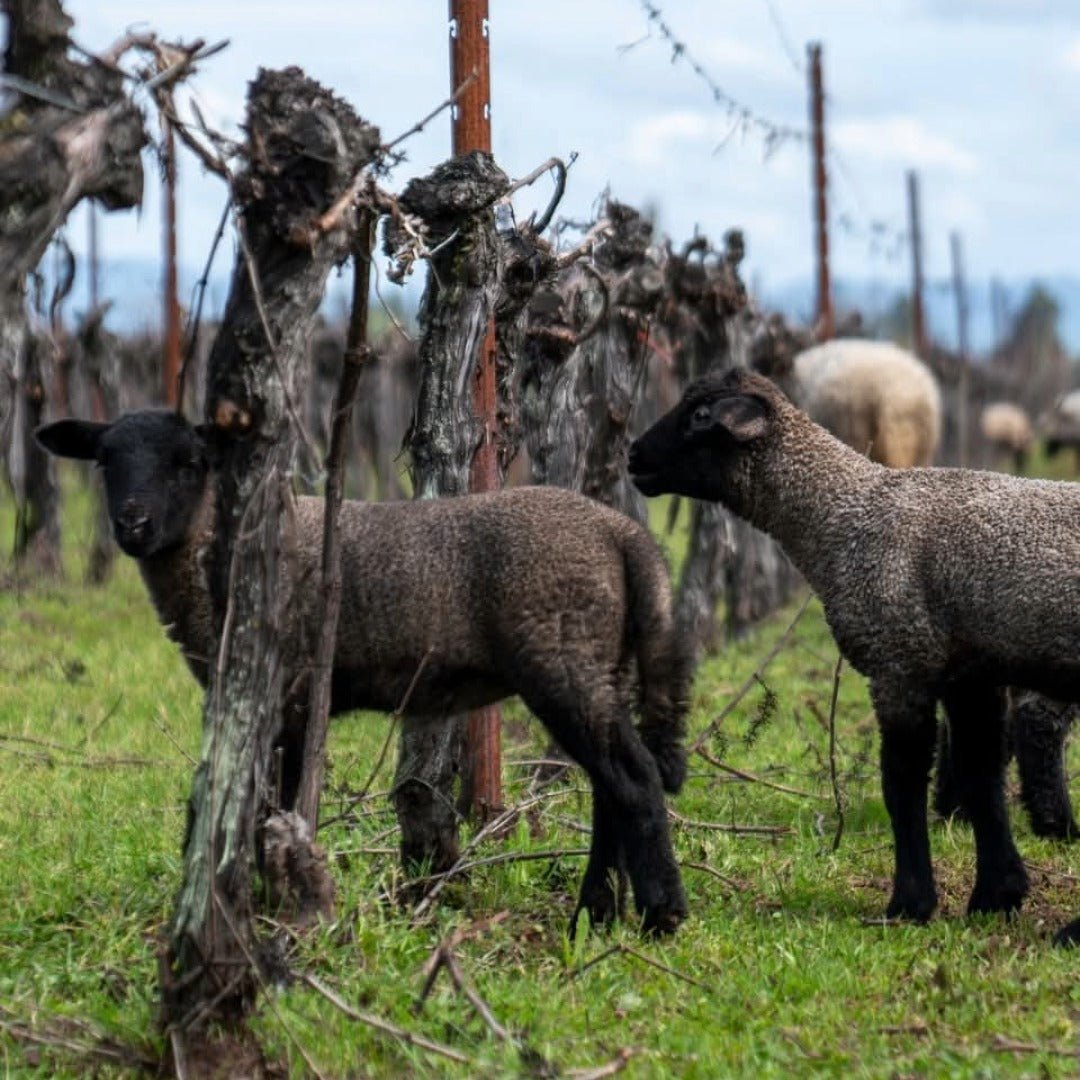 El Gobernador Moscatel Pisco - Latitude Wine & Liquor Merchant