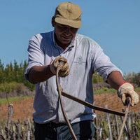 El Gobernador Moscatel Pisco - Latitude Wine & Liquor Merchant