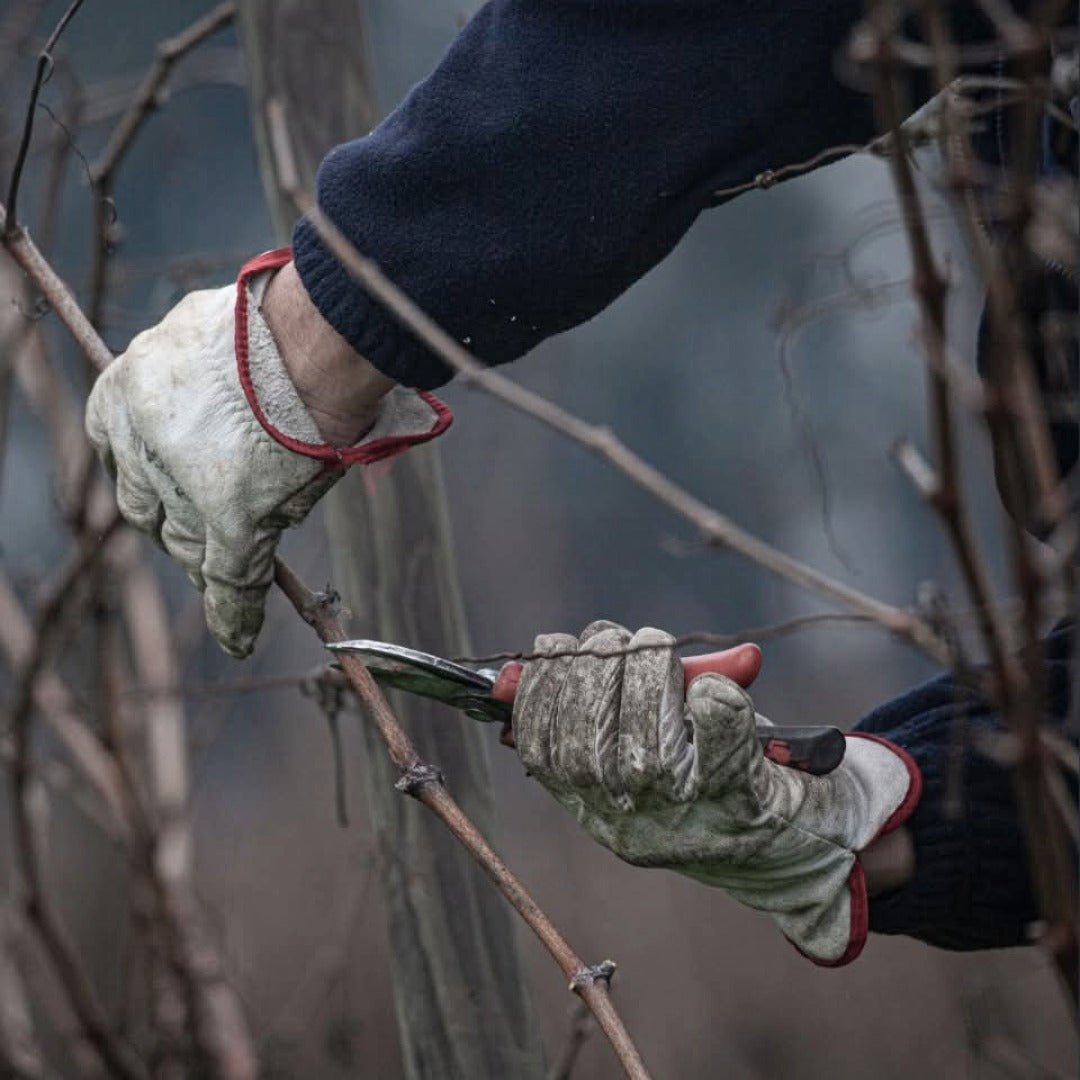 El Gobernador Moscatel Pisco - Latitude Wine & Liquor Merchant