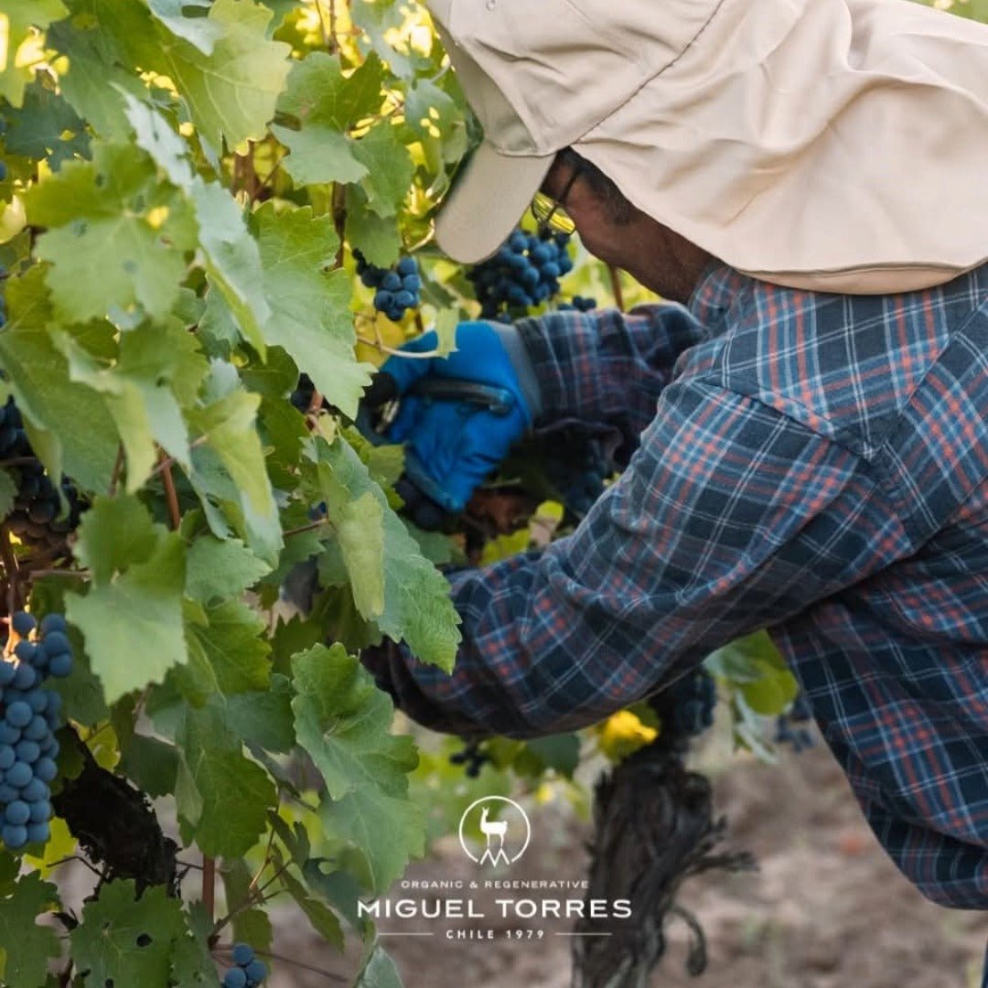 El Gobernador Moscatel Pisco - Latitude Wine & Liquor Merchant