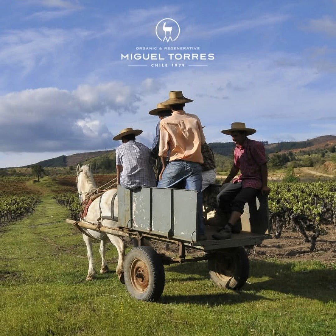 El Gobernador Moscatel Pisco - Latitude Wine & Liquor Merchant