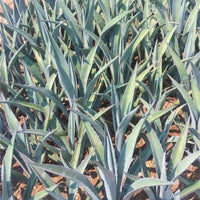 El Occidental Guerrero Mezcal - Latitude Wine & Liquor Merchant