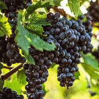 Erdevik Geronimo Graschatz - Latitude Wine & Liquor Merchant