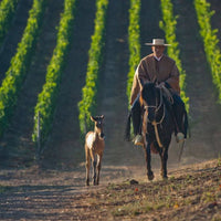 Errazuriz Don Maximiano Founders Reserve - Latitude Wine & Liquor Merchant