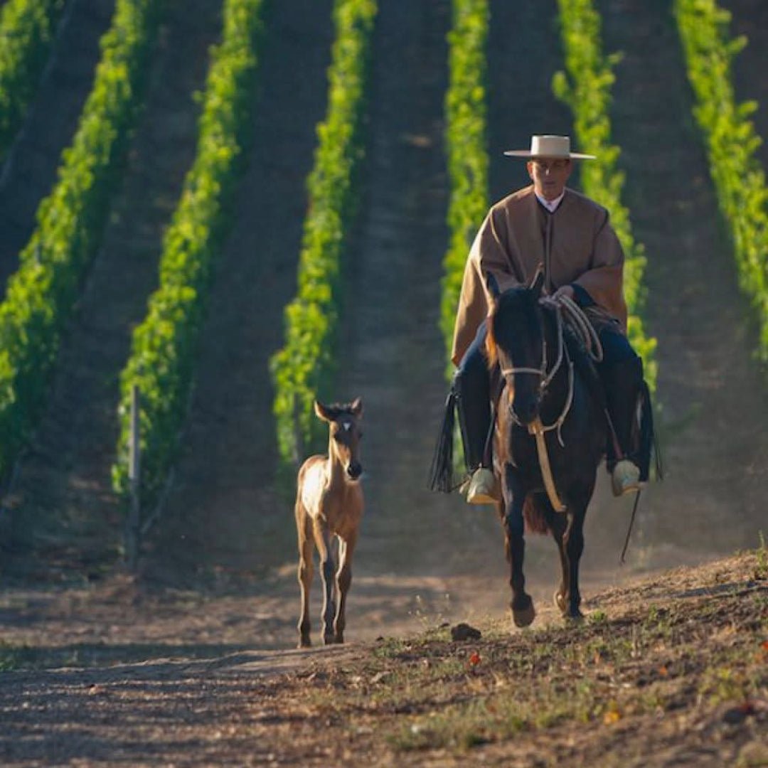 Errazuriz Don Maximiano Founders Reserve - Latitude Wine & Liquor Merchant