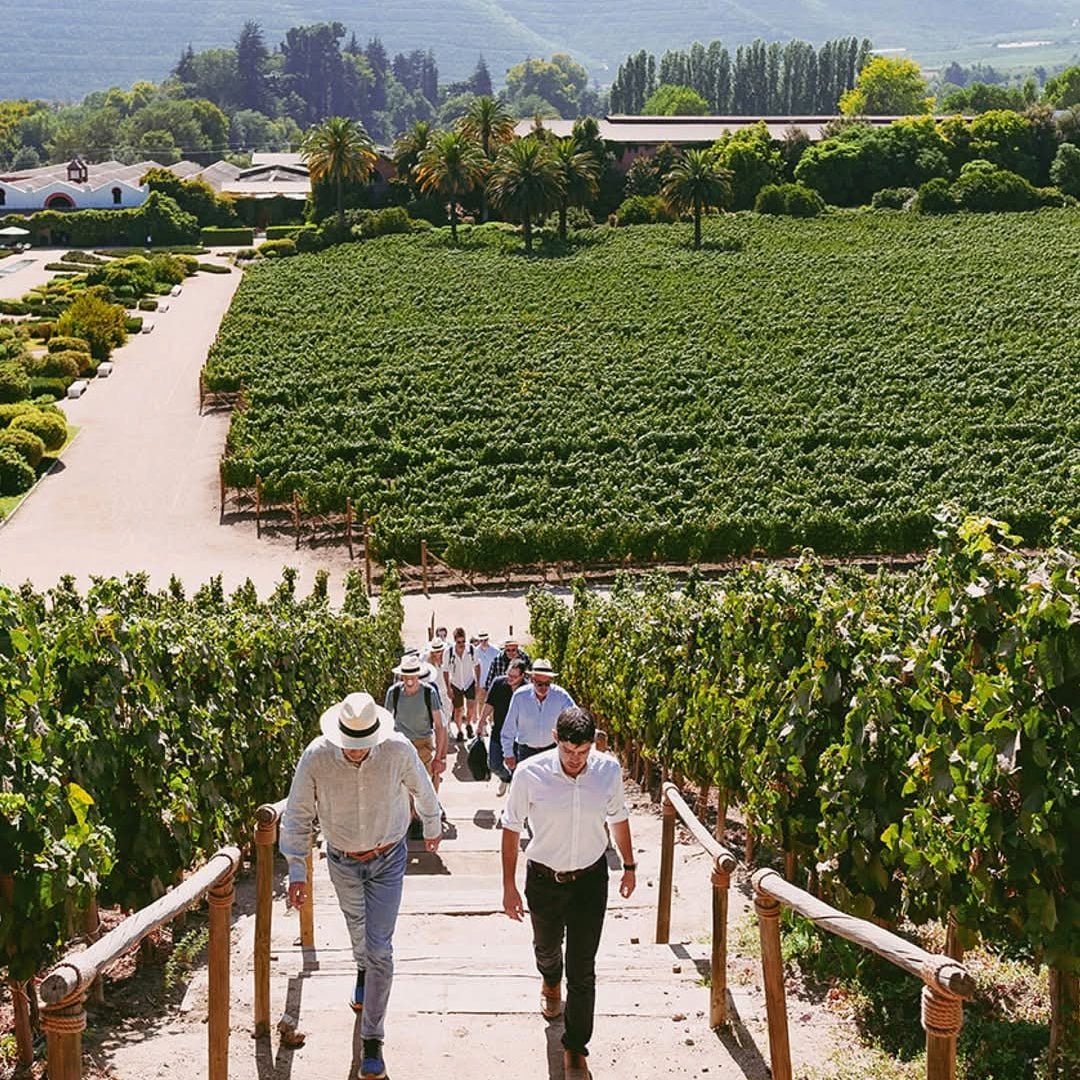 Errazuriz Don Maximiano Founders Reserve - Latitude Wine & Liquor Merchant