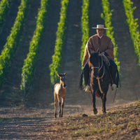 Errazuriz Las Pizarras Pinot Noir - Latitude Wine & Liquor Merchant