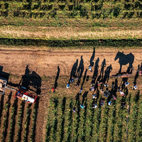 Errazuriz Las Pizarras Syrah - Latitude Wine & Liquor Merchant