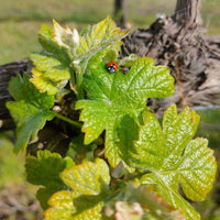 Este Vinhao Tinto - Latitude Wine & Liquor Merchant