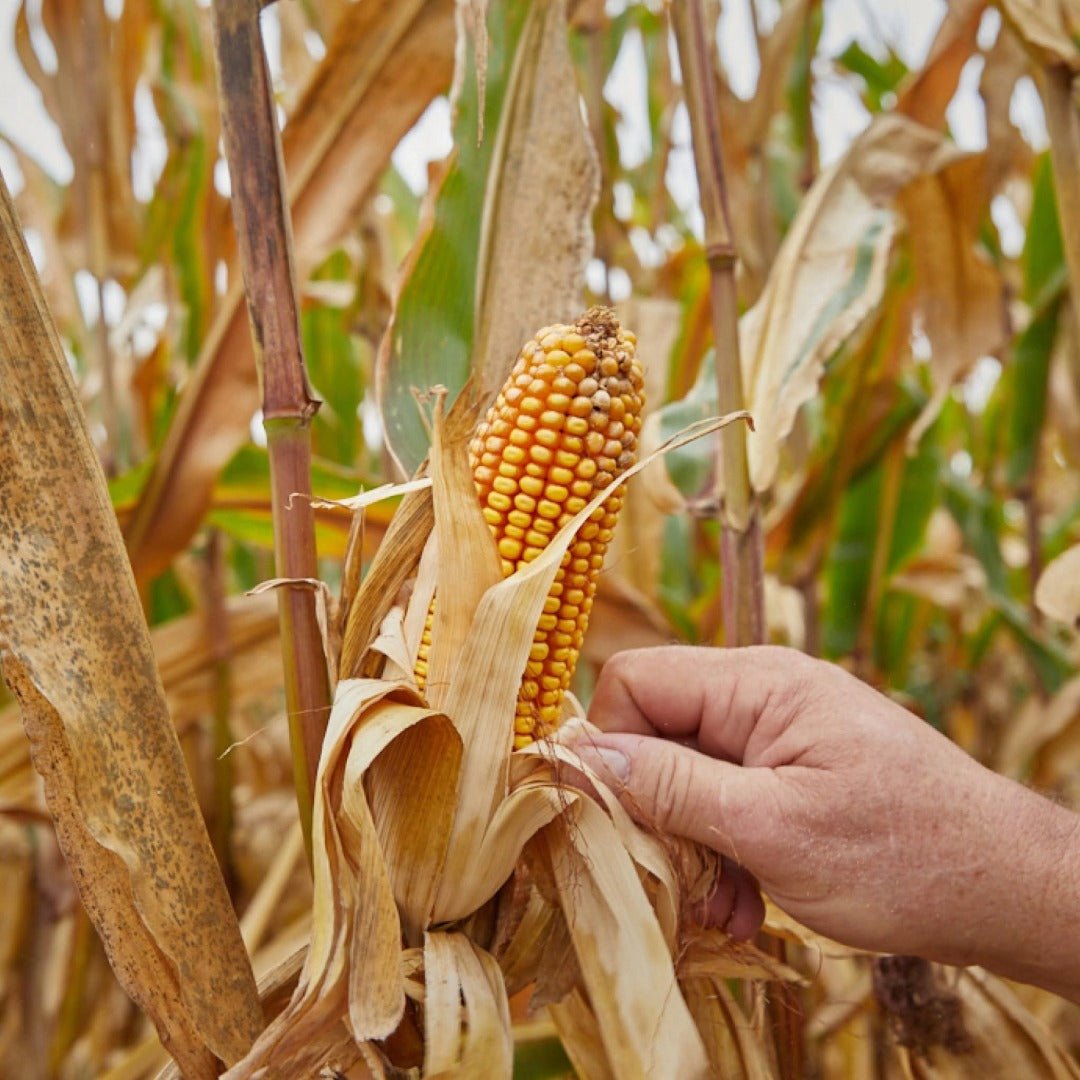 Evan Williams Bottled In Bond - Latitude Wine & Liquor Merchant