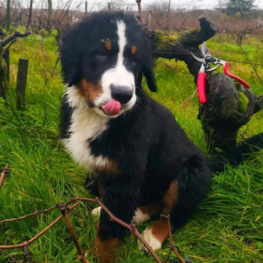 Fabien Duveau Saumur Champigny Varrains Les Menais - Latitude Wine & Liquor Merchant