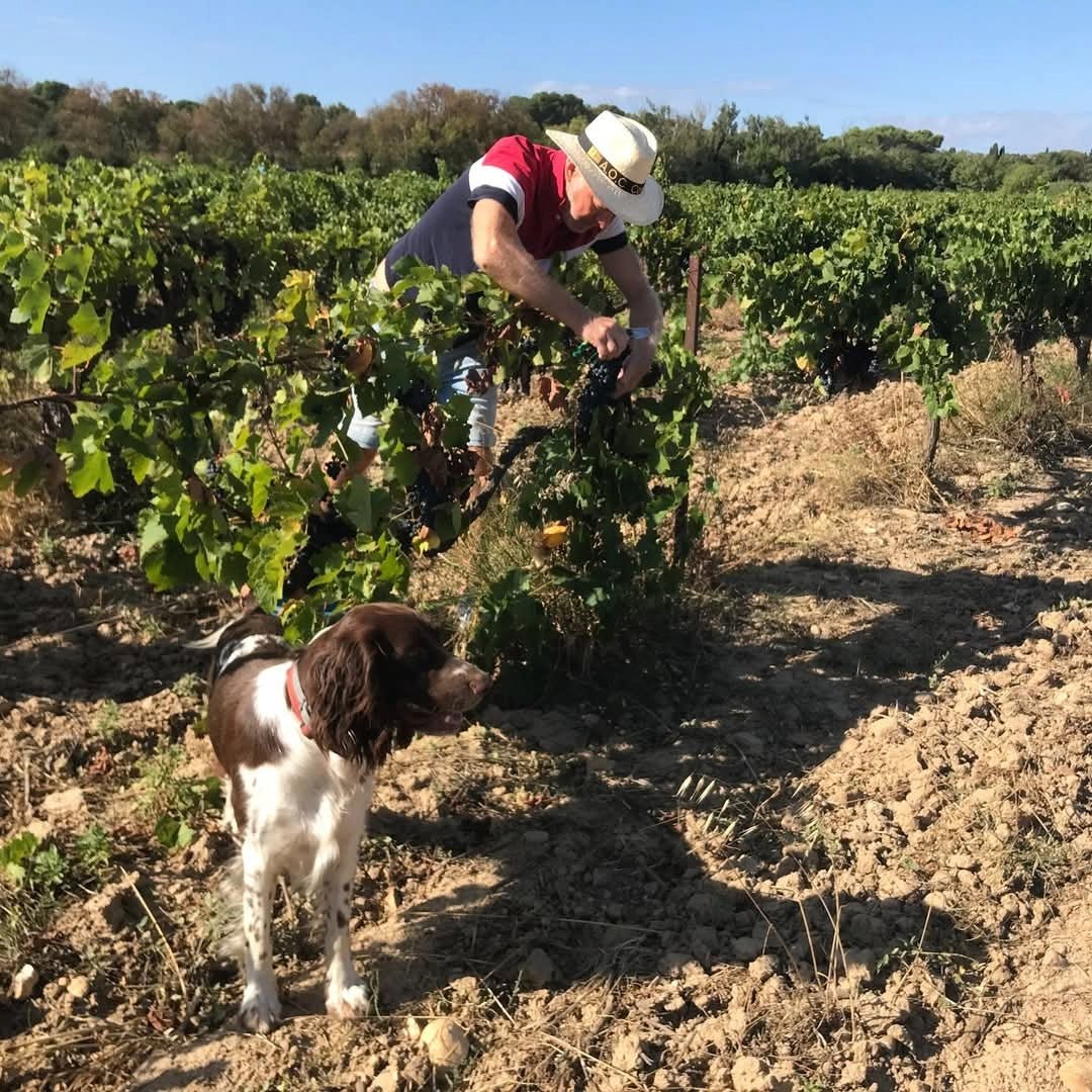 Famille Fabre Chateau Coulon Corbieres Rouge - Latitude Wine & Liquor Merchant