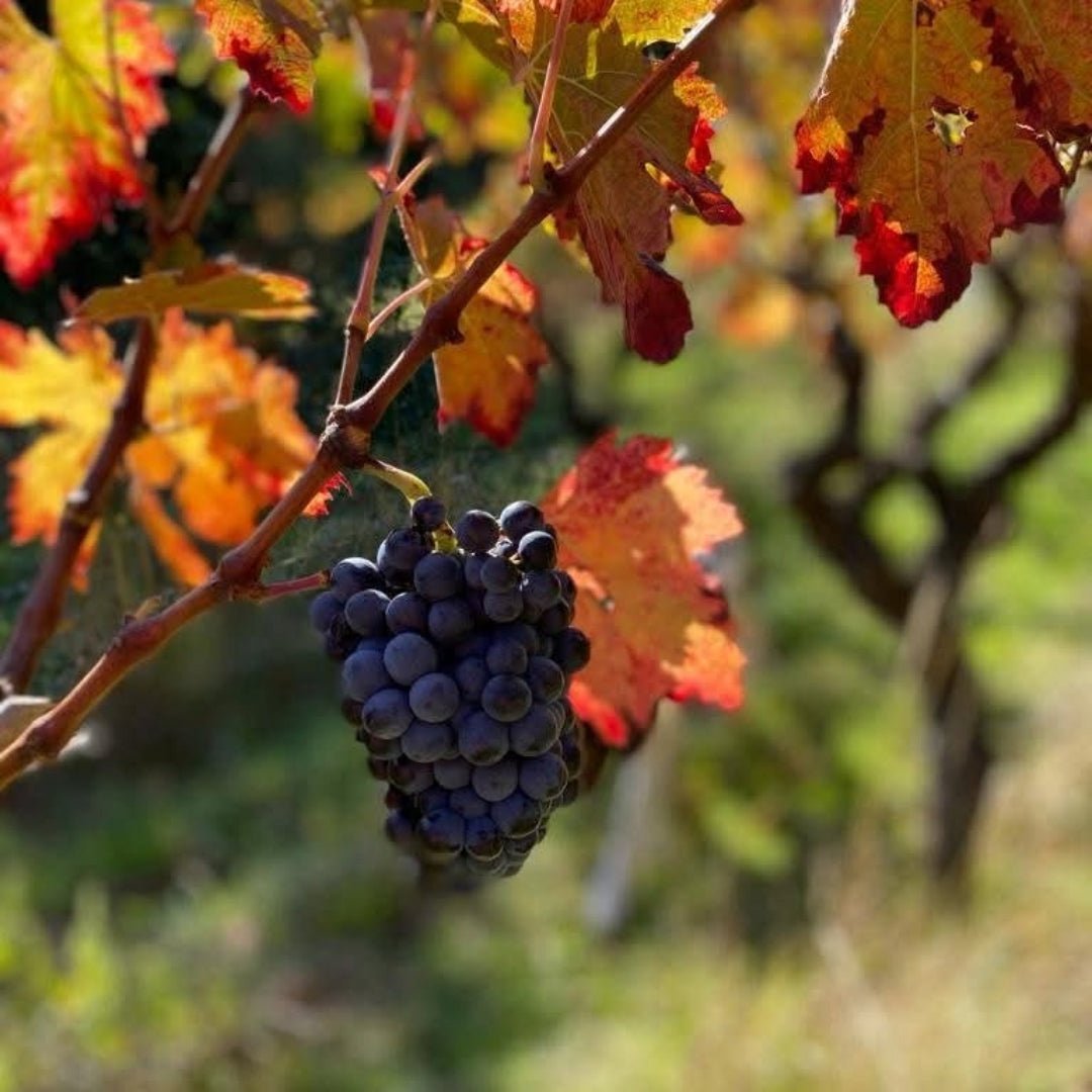 Famille Fabre Chateau Coulon Corbieres Rouge - Latitude Wine & Liquor Merchant