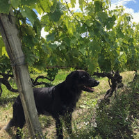Fanny Fougerat Cedre Blanc Extra Old - Latitude Wine & Liquor Merchant