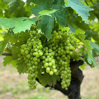 Fanny Fougerat Cedre Blanc Extra Old - Latitude Wine & Liquor Merchant