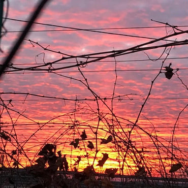 Fatalone Primitivo Riserva - Latitude Wine & Liquor Merchant