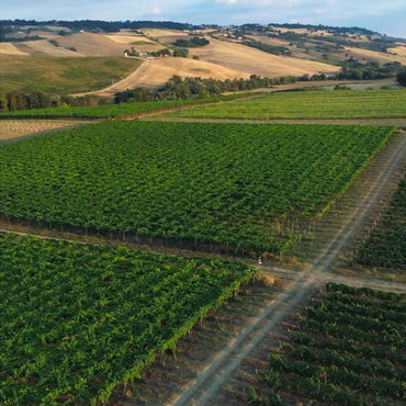 Fattoria Di Vaira Vincenzo Bianco - Latitude Wine & Liquor Merchant