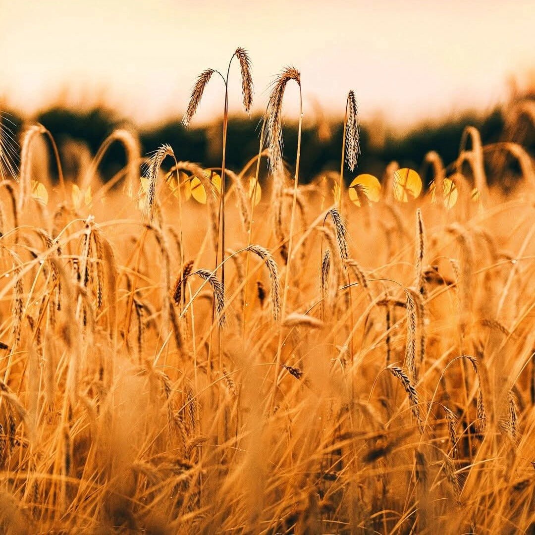 Fielden Flagship English Rye Whisky - Latitude Wine & Liquor Merchant