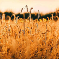 Fielden Flagship English Rye Whisky - Latitude Wine & Liquor Merchant