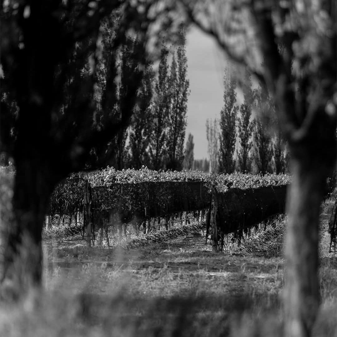 Finca El Nevado Chico Malo Malbec - Latitude Wine & Liquor Merchant