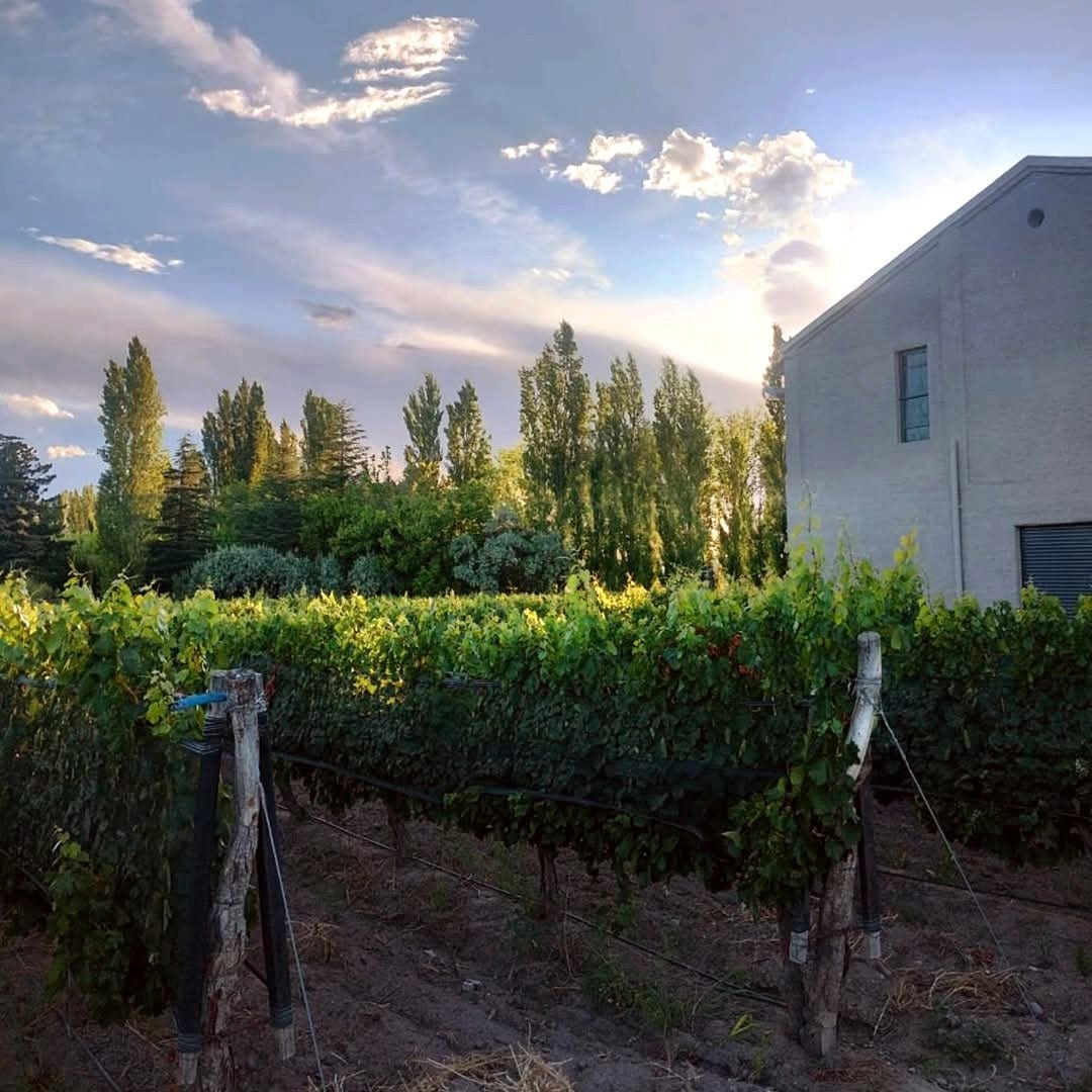 Finca El Nevado Chico Malo Malbec - Latitude Wine & Liquor Merchant