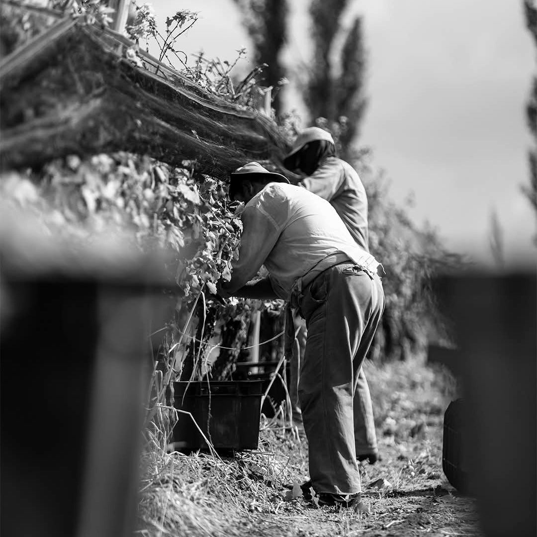 Finca El Nevado Chico Malo Malbec - Latitude Wine & Liquor Merchant