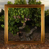 Finca Museum Cigales Rose - Latitude Wine & Liquor Merchant