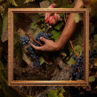 Finca Museum Cigales Rose - Latitude Wine & Liquor Merchant