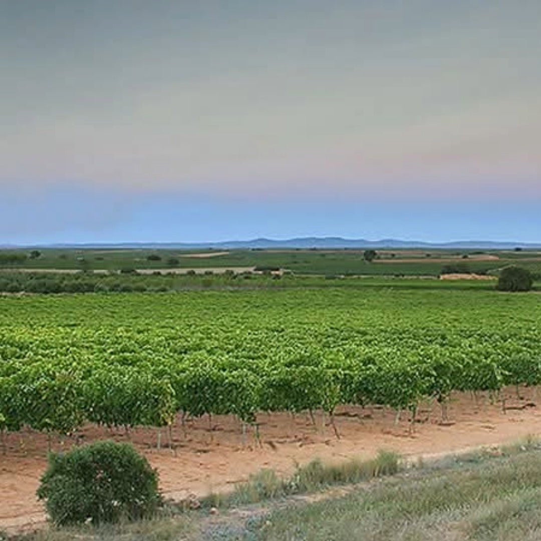 Finca Sandoval 'Salia' - Latitude Wine & Liquor Merchant