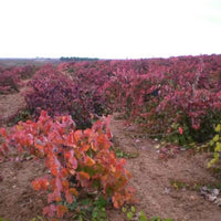 Finca Sandoval 'Salia' - Latitude Wine & Liquor Merchant