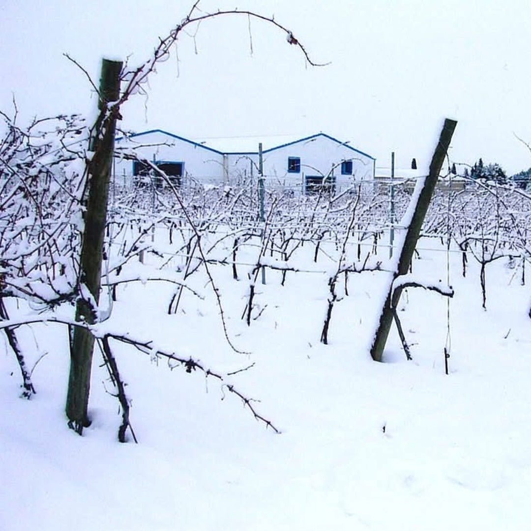 Finca Sandoval 'Salia' - Latitude Wine & Liquor Merchant